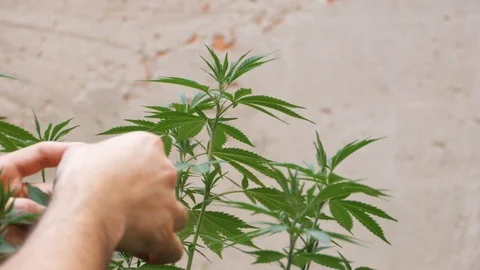 Young man inspecting the state of the medicinal cannabis plant outside. Stock Footage 113300950