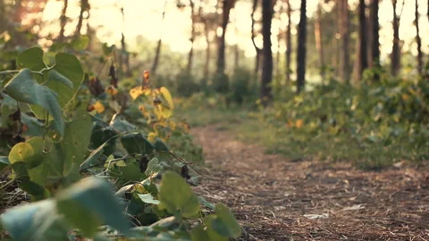 Young man Jogging in the woods Stock Footage 95689941