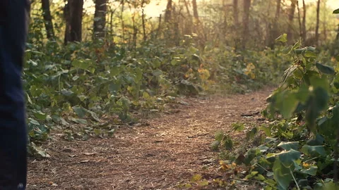 Young man Jogging in the woods Stock Footage 95690553