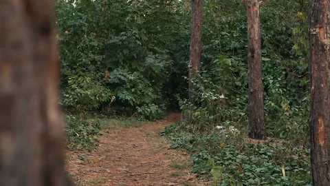 Young man Jogging in the woods Stock Footage 95743248