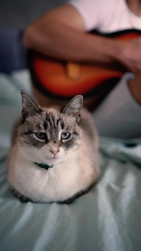 Young man is learning to play the guitar at home, a cat is lying next to hi.. Stock-Footage 276379462