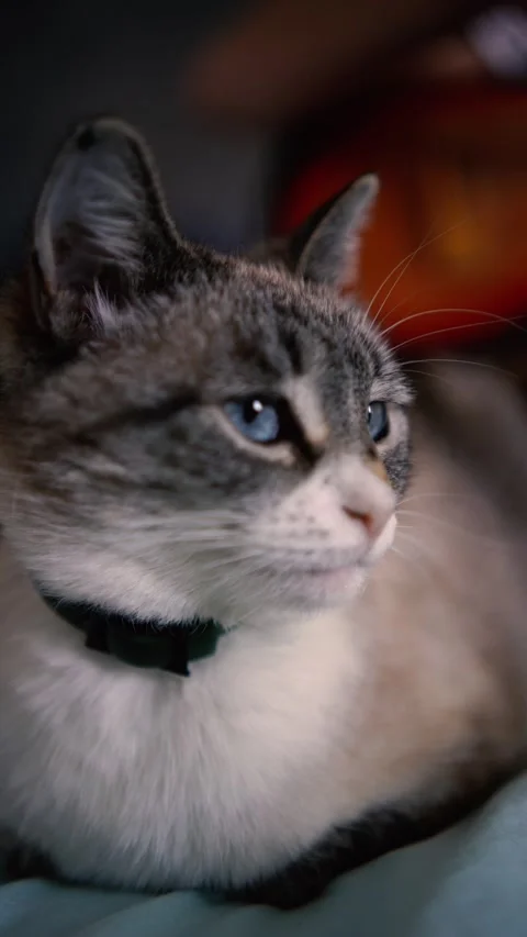 Young man is learning to play the guitar at home, a cat is lying next to hi.. Stock-Footage 276379463