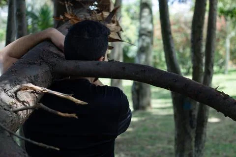 Young man lifting a tree trunk in a forest. lumberjack cutting a tree in th.. Stock Photos