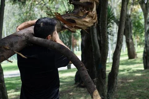 Young man lifting a tree trunk in a forest. lumberjack cutting a tree in th.. Stock Photos