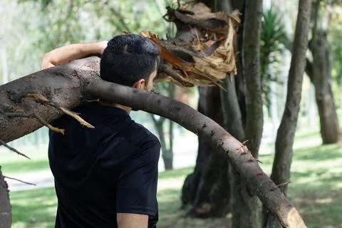 Young man lifting a tree trunk in a forest. lumberjack cutting a tree in th.. Stock Photos