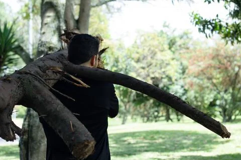 Young man lifting a tree trunk in a forest. lumberjack cutting a tree in th.. Stock Photos