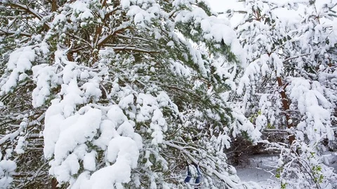A young man is looking for a Christmas tree in the woods 스톡 동영상 83939038