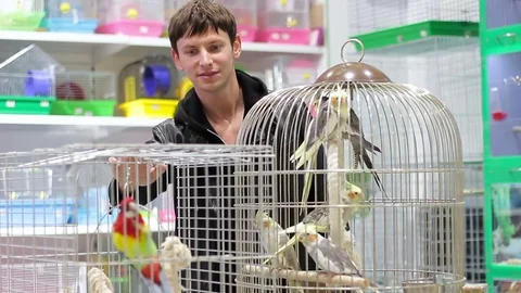 Young man looking at parrots at a pet store Stock Footage 81006792