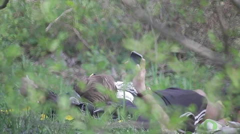 Young man lying in the grass on the lawn and gaining SMS message on your phone Stock Footage 49669499