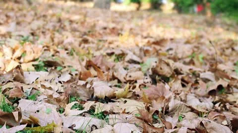 Young Man Lying in the Leaves 스톡 동영상 9844580
