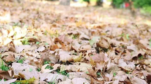 Young Man Lying in the Leaves Stock Footage 9847983