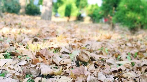 Young Man Lying in the Leaves Stock Footage 9852771