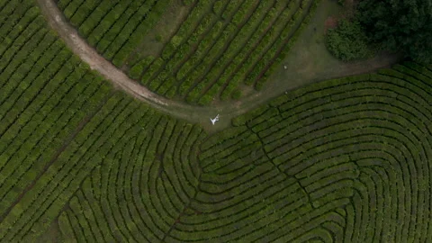 Young man lying on tea plantations Stock Footage 152555648