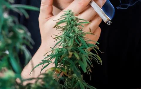 Young man millennial smoking marijuana joint in hand between cannabis plants, Stock Photos