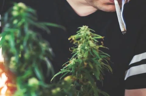 Young man millennial smoking marijuana joint in hand between cannabis plants, Stock Photos