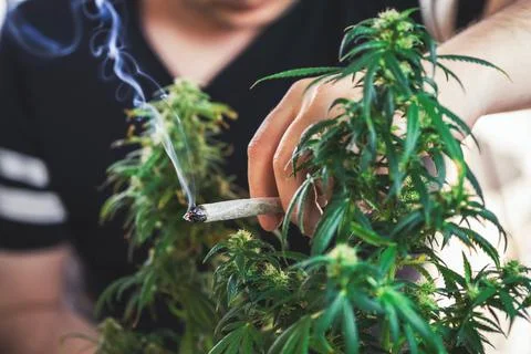 Young man millennial smoking marijuana joint in hand between cannabis plants, Stock Photos