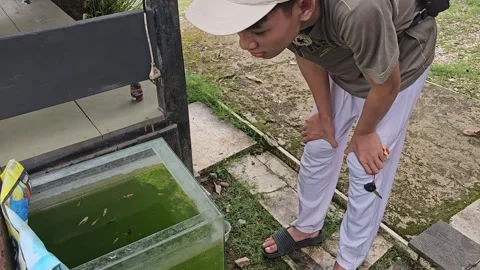 Young Man Observing Ornamental Fish in Outdoor Glass Tank Видео 332646729