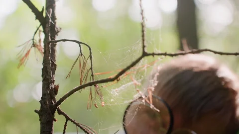 Young Man Observing Spider Webs with Microscope in Forest Stock Footage 321110322