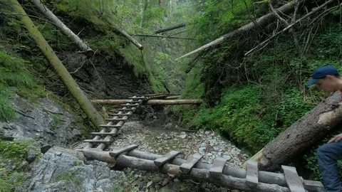 Young man out for hike in a forest Vídeo Stock 78876597