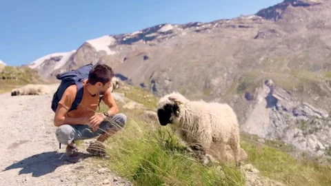 Young man petting sheep along the Five Lakes hiking trail in the Swiss Alps Stock Footage 345166229