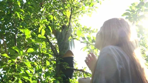 Young man picking apples from apple tree and young woman waiting in foreground Stock Footage 247034820