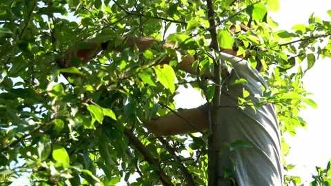 Young man picking apples while sitting in tree Stock Footage 246798912
