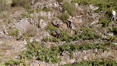 Young man picking grapes at the grape harvest in the Ribeira Sacra Stock Footage 161627569