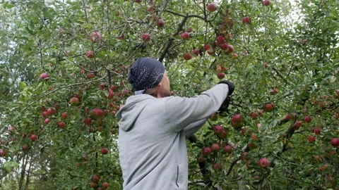 A young man is picking red apples in gloves. Video stock 217399270