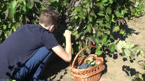 Young man picking red wine grapes, organic farm, vegan, harvest, vineyard Stock Footage 30519880