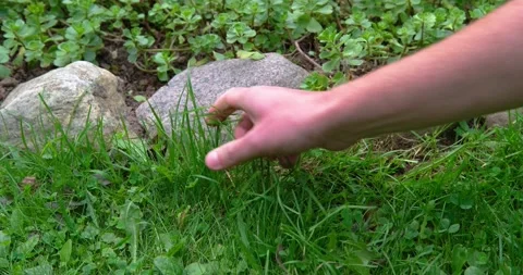 A young man picks the grass with his hands. Stock Footage 137247495