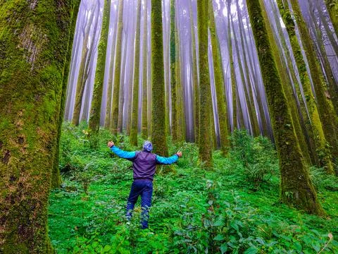 Young man at pine tree forest with white defused fog background at morning fr Stock Photos