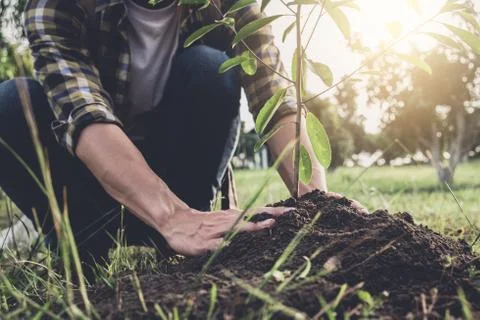 Young man planting the tree while Watering a tree working in the garden as sa Stock Photos