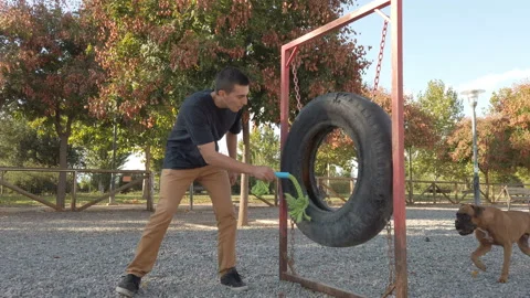 Young man playing and training with a dog. Brown boxer dog Stock-Footage 120606437