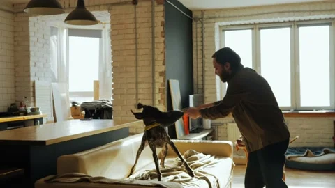 Young man is playing in an apartment with his dogs, which he took from a shelter Stock Footage 233998675