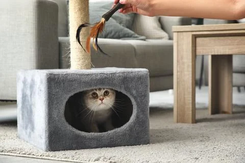 Young man playing with cute Scottish fold cat in scratch post at home Stock Photos