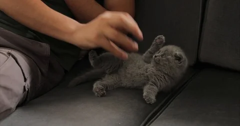 Young man playing with cute tabby baby scottish fold gray kitten. Stock Footage 112576740
