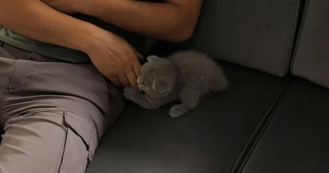 Young man playing with cute tabby baby scottish fold gray kitten. Stock Footage 112576892