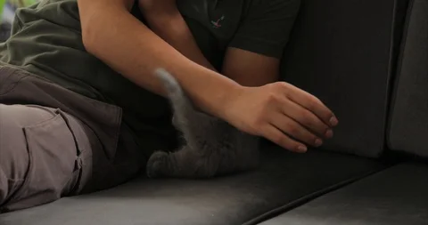 Young man playing with cute tabby baby scottish fold gray kitten. Stock Footage 112581037