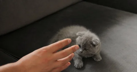 Young man playing with cute tabby baby scottish fold gray kitten. Stock Footage 112581044