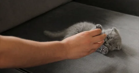 Young man playing with cute tabby baby scottish fold gray kitten. Stock Footage 112581067