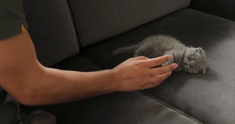 Young man playing with cute tabby baby scottish fold gray kitten. Stock Footage 112581085
