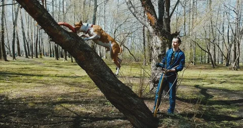 Young man is playing with dog, training process with toys in green park. Stock Footage 129954033