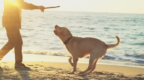 Young man playing with his dog on the beach slow motion Stock Footage