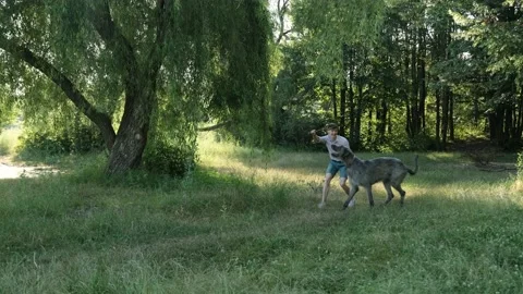 Young man playing with his irish wolfhound dog in the park near home. Stock Footage 138744342