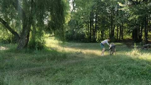 Young man playing with an irish wolfhound dog in the park near home. Stock Footage 138744568