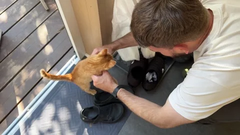 A young man is playing with a little red-haired kitten Stock Footage 342268604