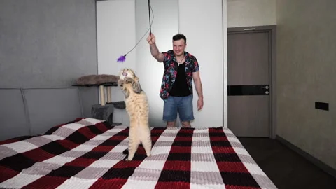 A young man is playing with a Scottish Fold cat in an apartment. Stock Footage 340150298