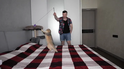 A young man is playing with a Scottish Fold cat in an apartment. Stock Footage 340150321