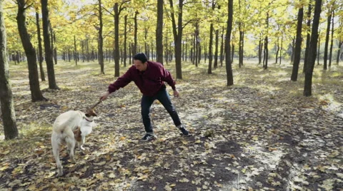 Young man playing with two dogs in autumn park Stock Footage 57114828