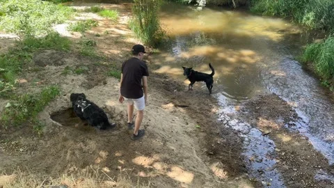Young man playing with two dogs by a river bank Stock Footage 342344121